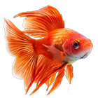 Teste Categoria 4